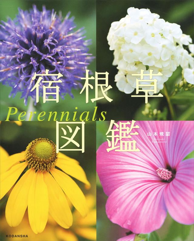 宿根草図鑑 Perennials