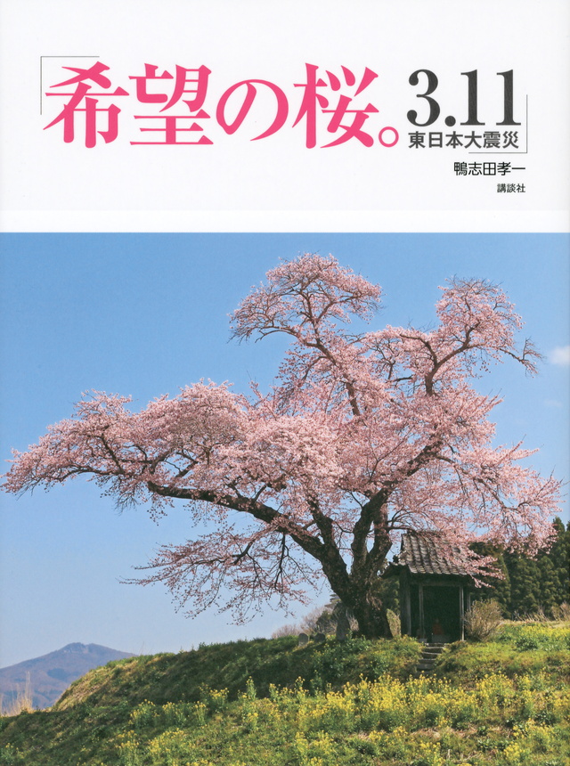 希望の桜。 3.11 東日本大震災
