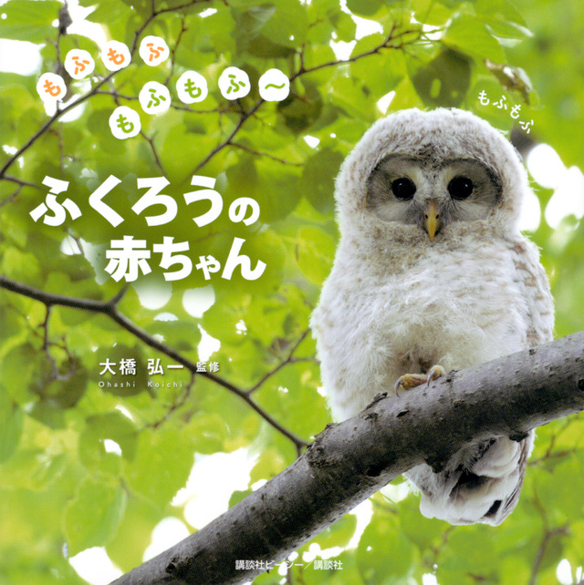 もふもふもふもふ~ ふくろうの赤ちゃん