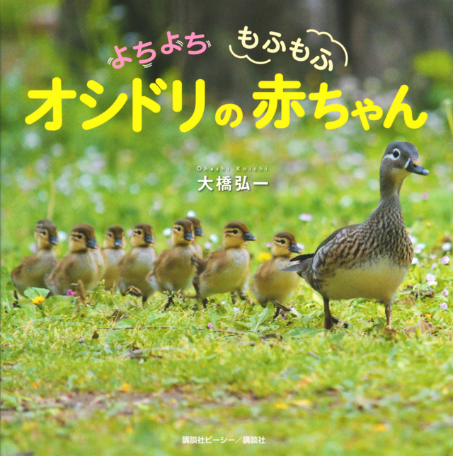 よちよち もふもふ オシドリの赤ちゃん