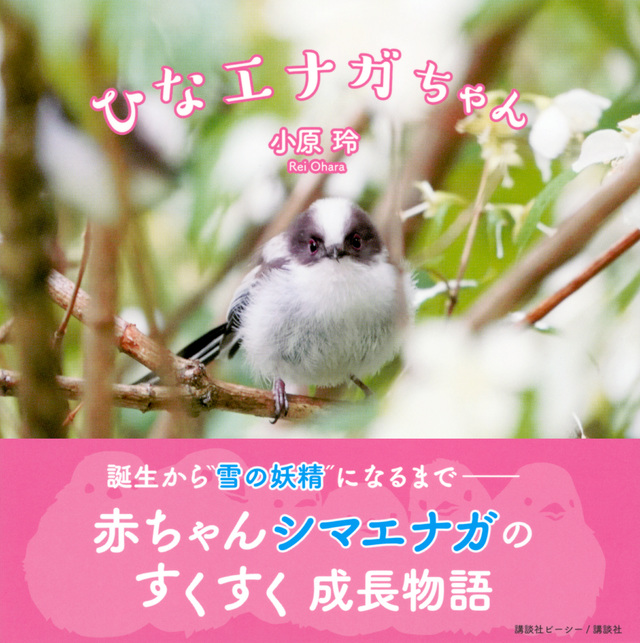 ひなエナガちゃん