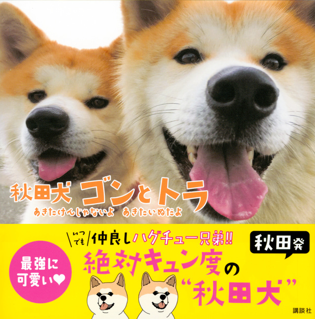 秋田犬 ゴンとトラ あきたけんじゃないよ あきたいぬだよ
