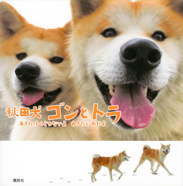 秋田犬 ゴンとトラ あきたけんじゃないよ あきたいぬだよ