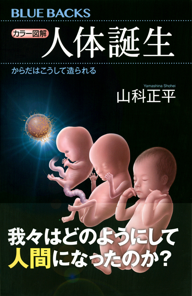 人体誕生 からだはこうして造られる