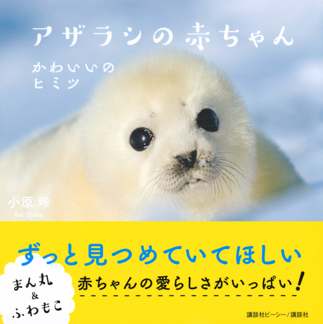 アザラシの赤ちゃん かわいいのヒミツ
